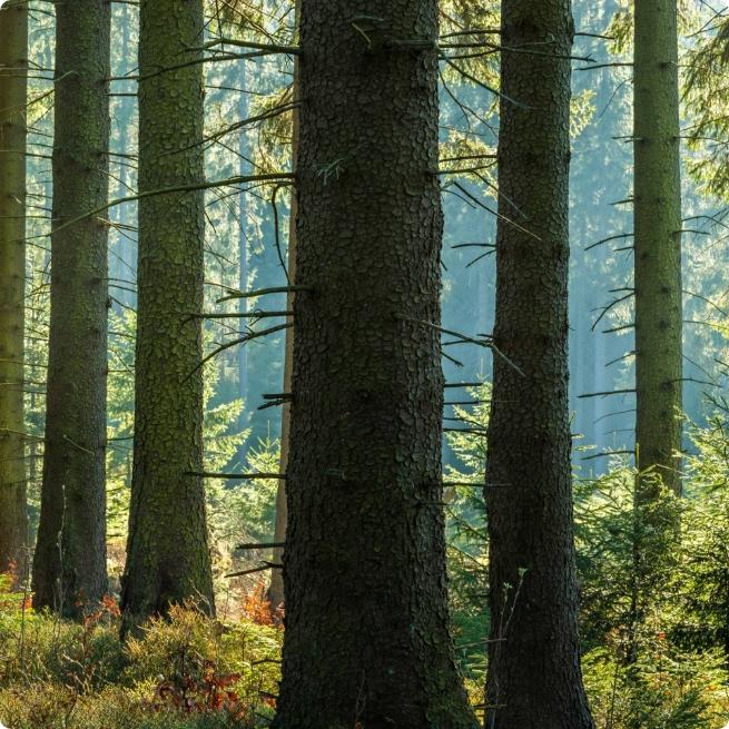 Trees